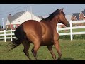 Cheater - Thoroughbred horse