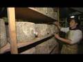 The Making of West Country Farmhouse Cheese