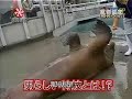 walrus situps