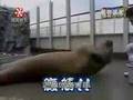 walrus situps