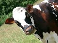  who let them cows out hog pig oink moo