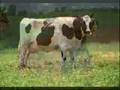 Who Let the Cows Out