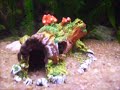 New addition to the family :) Part 1Novos membros da familia Parte 12 Pink Zebra Danio 1 African Dwarf Frog 