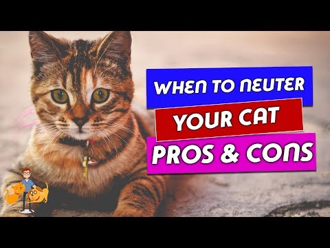 When Should You Neuter a Cat and Why: the risks and benefits