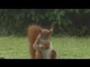 squirrel playing football after drinking Carlsburg