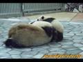 videos de Panda Twin with their mother 双子の子ぱんだ　愛浜　明浜