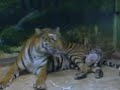 SkyCast.Com - Piglets snuggle up to Tiger Mum