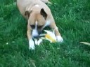 Corn Dog