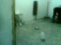 videos de bomb