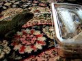 water dragon with box of locusts