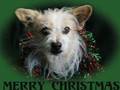 videos de Whangarei SPCA Christmas Cards