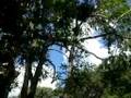 Me Jumping Out of a Huge Tree