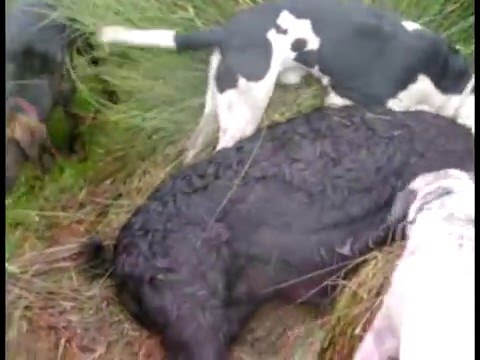 FILA BRASILEIRO JABALI fila brasileiro jabali: