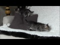 Click here to watch this video Les chatons d'Hebe, un mois et demi
