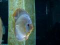 Discus snake skin da Oceano Blu di Viterbo