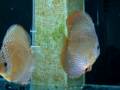 Discus snake skin da Oceano Blu di Viterbo