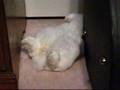 Bailey, Funny Holland Lop Rabbit, Sleeping On Back