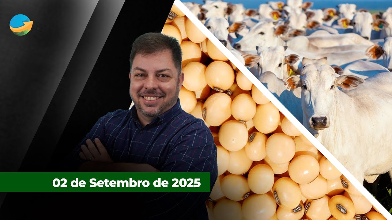Boi e novilha ganham fôlego em SP com nova alta nos preços da arroba; já a soja recua em Chicago...