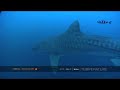 Shark season begins at Aliwal Shoal Shark season begins at Aliwal Shoal