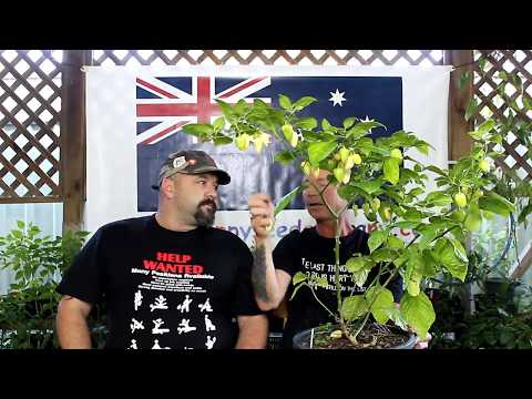 how to grow bhut jolokia peppers