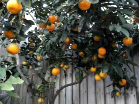 how to trim satsuma trees
