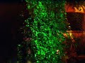 installazione di cyberinfinity a lucera presso le foglie di acanto (http://www.lefogliediacanto.it) nel 2005, in collaborazione con pirand�lo (http://www.pirandelo.org). grazie per la meravigliosa organizzazione ad antonio, giada e luca tanzini (http://linus.media.unisi.it/liberarte/).

fotografie e suoni ::: andrea gabriele
(http://www.andreagabriele.it).

per maggiori informazioni consultare http://www.artificialia.com/cyberinfinity