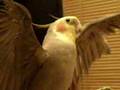 オカメインコのマロ君　『マロばんじゃ～い』