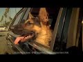 Pedigree Commercial - King Pedigree Commercial - King