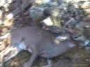 Big White Tail Buck Big White Tail Buck