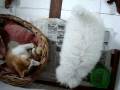 videos de Gato y perros , Liz&Chapita . ·#Teemporary