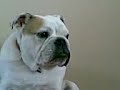 young BULLDOG \"hugo\" trying to stay awake.
