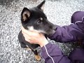 黒豆柴まめすけ　　一発芸ミニチュアピンシャー.MOV