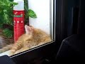 Mi gato se duerme con chillout Mi gato se duerme con chillout