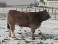 Aubrac females