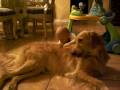 videos de Desmond's Traumatic Escape!