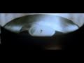 Wouter Hamel See You Once Again Official Music Video and Lyrics