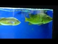 Click here to watch this video Kelberi Peacock Bass (Cichla kelberi)