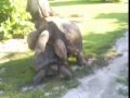 giant tortoises mating on bird island