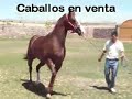 EL CONDE CABALLO EN VENTA RANCHO EL 21