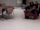 Thornbird Loves Chairs