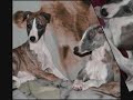 Whippet tendresse
