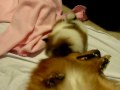 Cute Puppy taking a good ol\