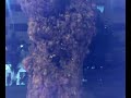 Monkey God Tree 4