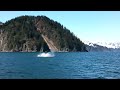 Video of some Humpback whales we saw while taking our Kenai Fjords tour, the whale that's jumping is a baby, it's swimming with the mom