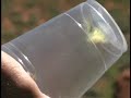 The Nature Conservancy - Wyoming Butterfly Blitz