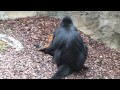 Rare orange baby monkey born
