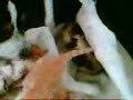 dogg vs kitten