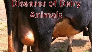 Diseases of Dairy Animals