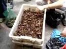 Nav-Cast  4- Creepy Crawly (navarro in china)