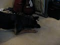 Ubu and Cricket